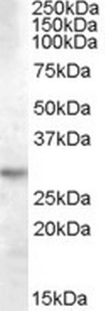 14-3-3 theta Antibody in Western Blot (WB)