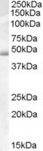 Actin-like 7B Antibody in Western Blot (WB)