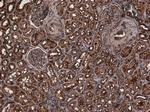 TMPRSS2 Antibody in Immunohistochemistry (Paraffin) (IHC (P))