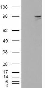 NLGN3 Antibody in Western Blot (WB)