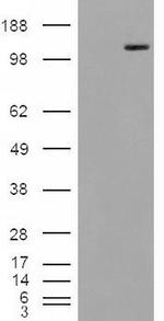 MAN2A1 Antibody in Western Blot (WB)