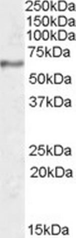 Synaptotagmin 1 Antibody in Western Blot (WB)