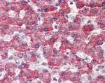 GOT2 Antibody in Immunohistochemistry (Paraffin) (IHC (P))