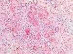 DNMT1 Antibody in Immunohistochemistry (Paraffin) (IHC (P))