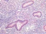 DNMT1 Antibody in Immunohistochemistry (Paraffin) (IHC (P))