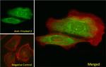 Frizzled-2 Antibody in Immunocytochemistry (ICC/IF)