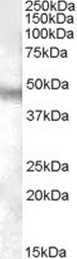 NPFF1 Antibody in Western Blot (WB)