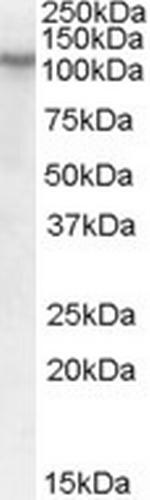 BOC Antibody in Western Blot (WB)