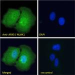 ARK5 Antibody in Immunocytochemistry (ICC/IF)