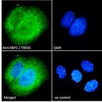 XBP1 Antibody in Immunocytochemistry (ICC/IF)