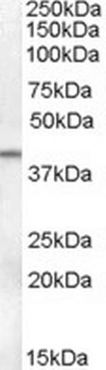 SERPINB6 Antibody in Western Blot (WB)