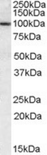 CLCA1 Antibody in Western Blot (WB)