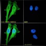 ABCC11 Antibody in Immunocytochemistry (ICC/IF)