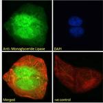 Monoacylglycerol Lipase Antibody in Immunocytochemistry (ICC/IF)