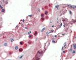 Lactoferrin Antibody in Immunohistochemistry (Paraffin) (IHC (P))