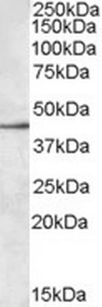 SIGLEC8 Antibody in Western Blot (WB)