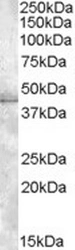 MBNL1 Antibody in Western Blot (WB)