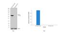 Desmin Antibody