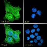 GAD67 Antibody in Immunocytochemistry (ICC/IF)