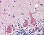 GAD67 Antibody in Immunohistochemistry (Paraffin) (IHC (P))