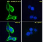 PSMG1 Antibody in Immunocytochemistry (ICC/IF)