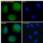 PSMG1 Antibody in Immunocytochemistry (ICC/IF)