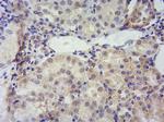 TSPO Antibody in Immunohistochemistry (Paraffin) (IHC (P))