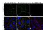 ZO-1 Antibody in Immunocytochemistry (ICC/IF)