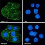 ZO-1 Antibody in Immunocytochemistry (ICC/IF)