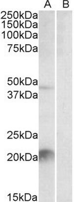 Kallikrein 6 Antibody in Western Blot (WB)