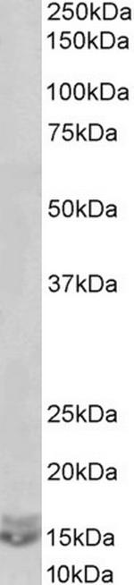 CXCL2 Antibody in Western Blot (WB)