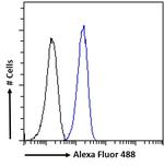 CaMKII alpha Antibody in Flow Cytometry (Flow)