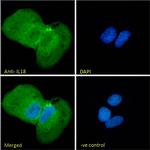 IL-18 Antibody in Immunocytochemistry (ICC/IF)