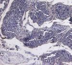 STK39 Antibody in Immunohistochemistry (Paraffin) (IHC (P))