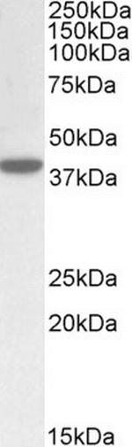 ERLIN1 Antibody in Western Blot (WB)