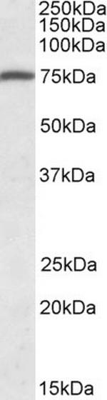 Kindlin 3 Antibody in Western Blot (WB)