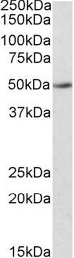 IDO2 Antibody in Western Blot (WB)