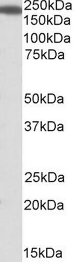 IQGAP1 Antibody in Western Blot (WB)