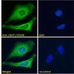 LIGHT Antibody in Immunocytochemistry (ICC/IF)