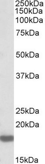 Pleiotrophin Antibody in Western Blot (WB)