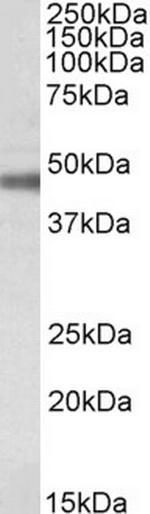 ATP1B1 Antibody in Western Blot (WB)