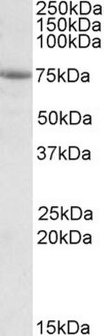 AARSD1 Antibody in Western Blot (WB)