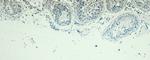 Blimp-1 Antibody in Immunohistochemistry (Paraffin) (IHC (P))