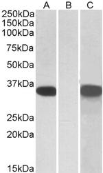 CRISP2 Antibody in Western Blot (WB)