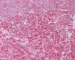 c-Rel Antibody in Immunohistochemistry (Paraffin) (IHC (P))