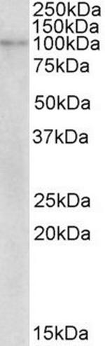 NLRX1 Antibody in Western Blot (WB)