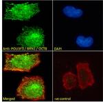 POU3F3 Antibody in Immunocytochemistry (ICC/IF)