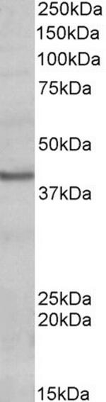 POU4F3 Antibody in Western Blot (WB)