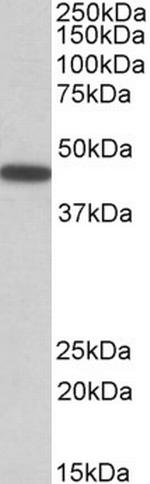 PBX1 Antibody in Western Blot (WB)