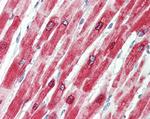 Phospholamban Antibody in Immunohistochemistry (Paraffin) (IHC (P))